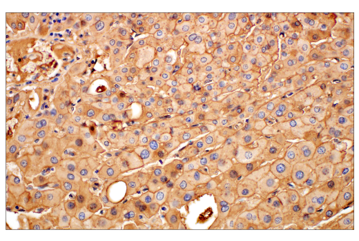Immunohistochemistry Image 5: ApoE (pan) (E8C2U) Mouse mAb (BSA and Azide Free)