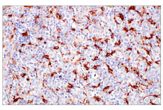 Immunohistochemistry Image 7: ApoE (pan) (E8C2U) Mouse mAb (BSA and Azide Free)