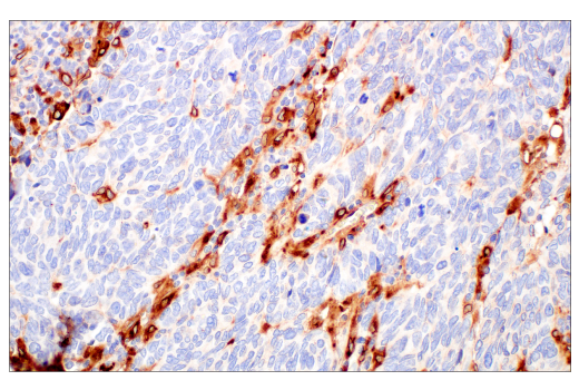 Immunohistochemistry Image 8: ApoE (pan) (E8C2U) Mouse mAb (BSA and Azide Free)