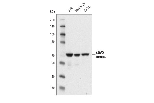  Image 2: Mouse-Reactive STING Pathway Antibody Sampler Kit