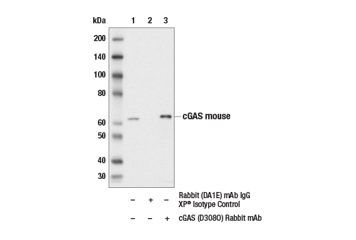  Image 16: Mouse-Reactive STING Pathway Antibody Sampler Kit