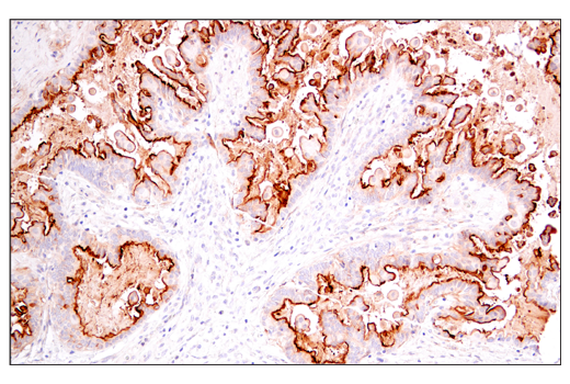 Immunohistochemistry Image 5: DAF/CD55 (E7G2U) XP® Rabbit mAb (BSA and Azide Free)