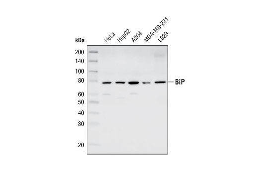 Western Blotting Image 1: BiP Antibody