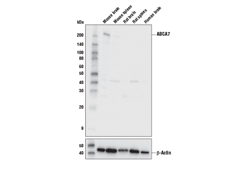 Western Blotting Image 1: ABCA7 Antibody (Mouse Specific)