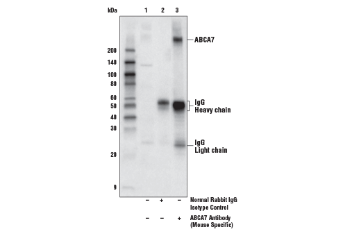 Immunoprecipitation Image 1: ABCA7 Antibody (Mouse Specific)