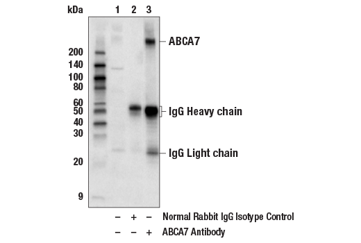 Immunoprecipitation Image 1: ABCA7 Antibody