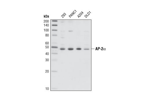 Western Blotting Image 1: AP-2α Antibody