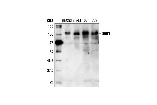 Western Blotting Image 1: Gab1 Antibody