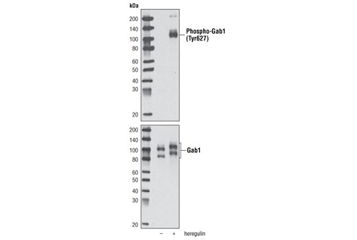  Image 3: Phospho-EGF Receptor Pathway Antibody Sampler Kit