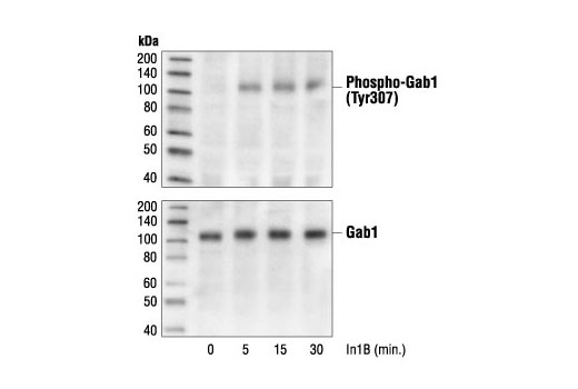 Western Blotting Image 1: Phospho-Gab1 (Tyr307) Antibody
