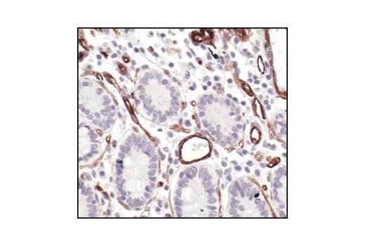Immunohistochemistry Image 3: Caveolin-1 Antibody