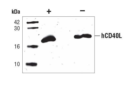  Image 2: Human CD40 Ligand (hCD40L)