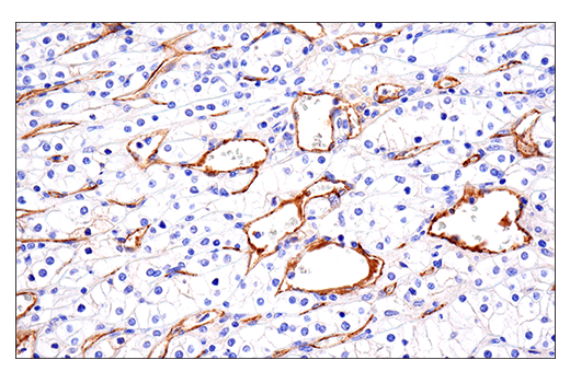 Immunohistochemistry Image 6: VE-Cadherin (E6N7A) Rabbit mAb (BSA and Azide Free)