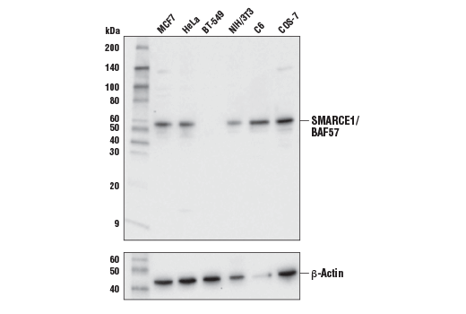  Image 11: BAF Complex Antibody Sampler Kit II