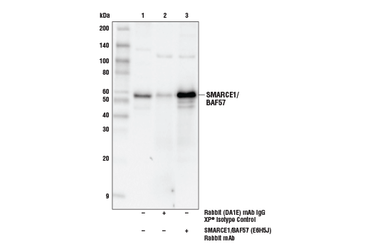  Image 24: BAF Complex Antibody Sampler Kit II