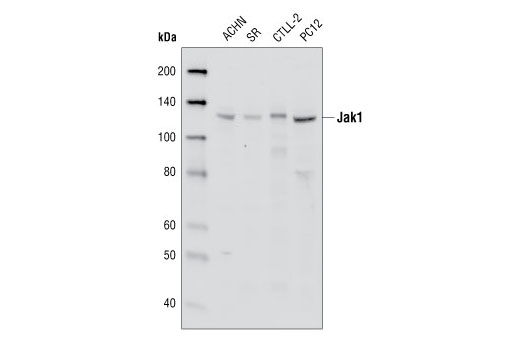 Image 2: Jak Isoform Antibody Sampler Kit