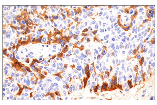 Immunohistochemistry Image 3: IgG (RWP49) Mouse mAb