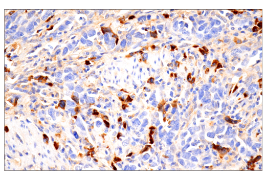 Immunohistochemistry Image 4: IgG (RWP49) Mouse mAb