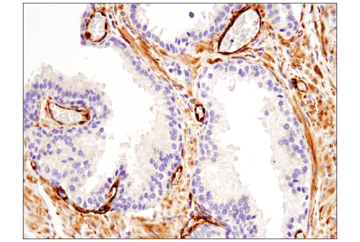 Immunohistochemistry Image 6: Nestin (10C2) Mouse mAb