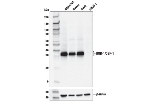 Western Blotting Image 3: BOB-1/OBF-1 Antibody