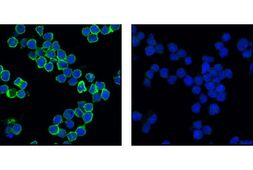 Immunofluorescence Image 1: CD79A Antibody