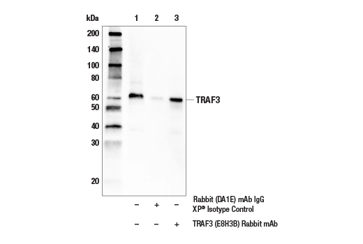  Image 8: MAVS Signalosome Antibody Sampler Kit