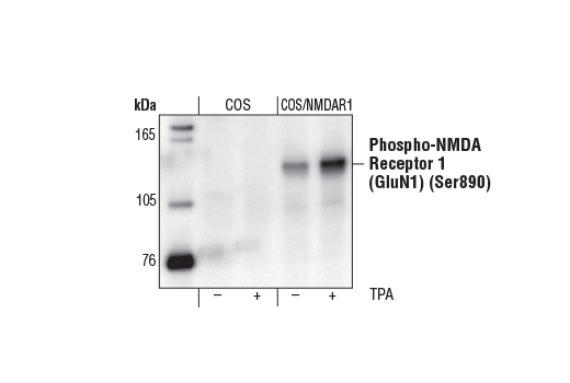 Western Blotting Image 1: Phospho-NMDA Receptor 1 (GluN1) (Ser890) Antibody