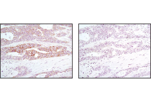  Image 15: Host Cell Viral Restriction Factor Antibody Sampler Kit