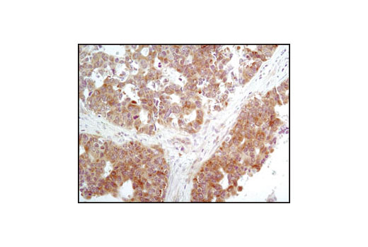  Image 21: Host Cell Viral Restriction Factor Antibody Sampler Kit
