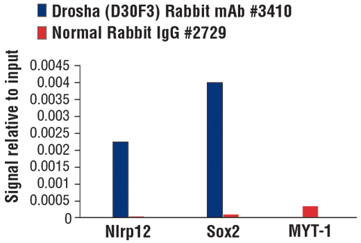 Chromatin Immunoprecipitation Image 1: Drosha (D30F3) Rabbit mAb