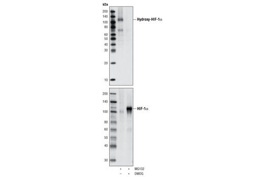  Image 4: Microglia Cross Module Antibody Sampler Kit
