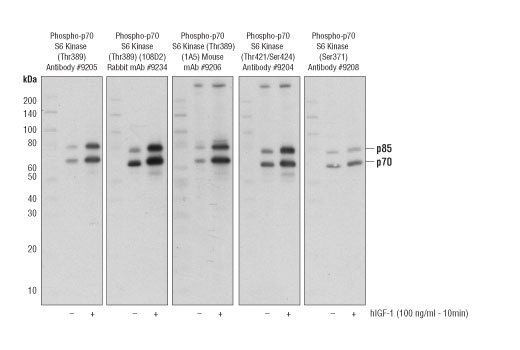 Western Blotting Image 1: p70 S6 Kinase MCF7 Control Cell Extracts