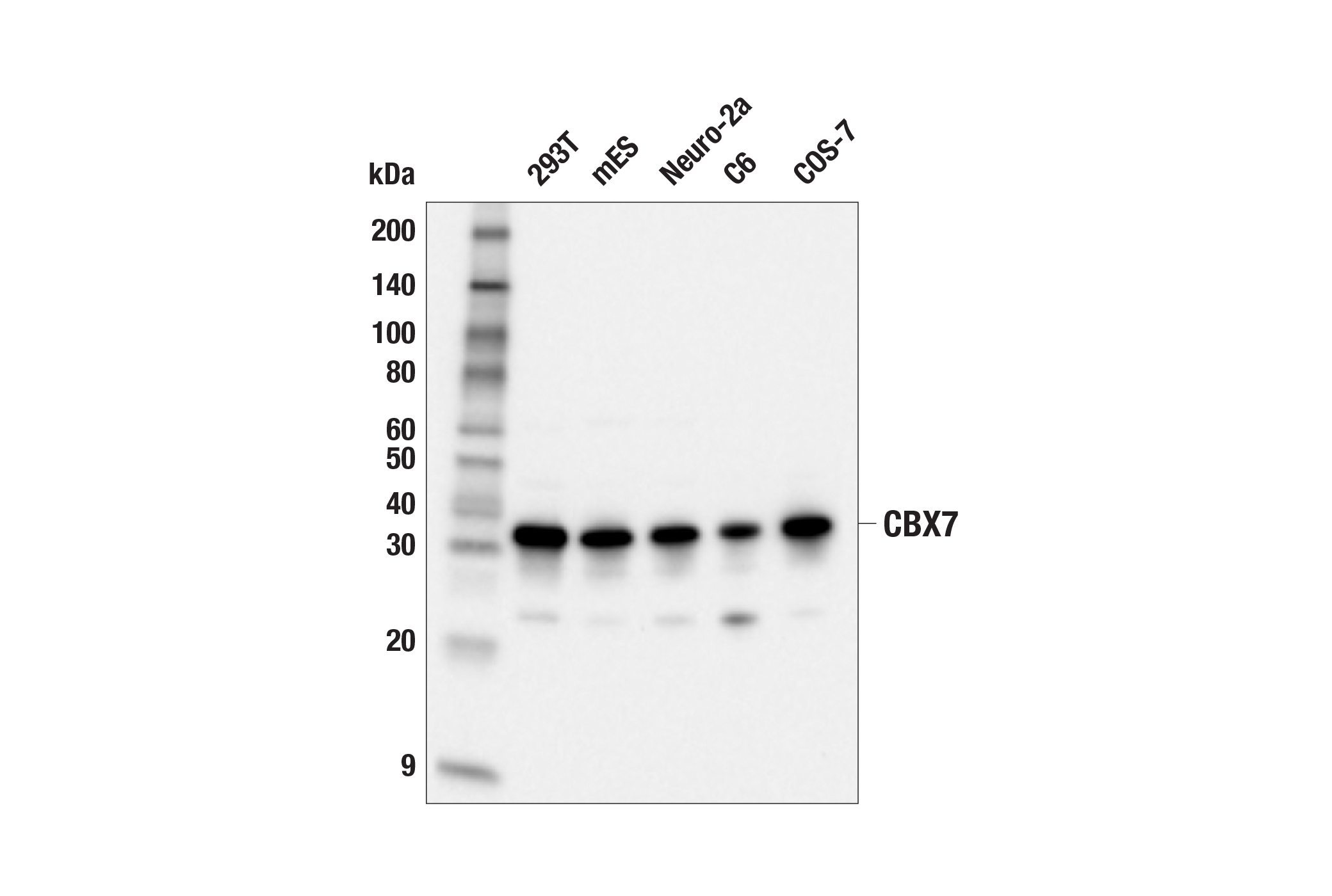 CBX7 (E7N1W) Rabbit MAb | Cell Signaling Technology