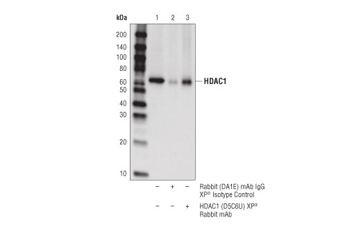  Image 6: Class I HDAC Antibody Sampler Kit