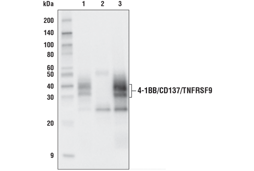  Image 15: Human T Cell Co-inhibitory and Co-stimulatory Receptor IHC Antibody Sampler Kit