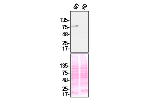 Western Blotting Image 3: Stat5b Antibody
