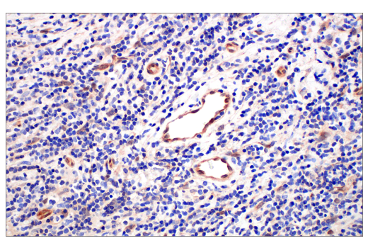 Immunohistochemistry Image 5: Phospho-CrkL (Tyr207) (E9A1U) XP® Rabbit mAb