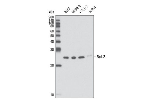 Western Blotting Image 1: Bcl-2 (D17C4) Rabbit mAb (Mouse Preferred)