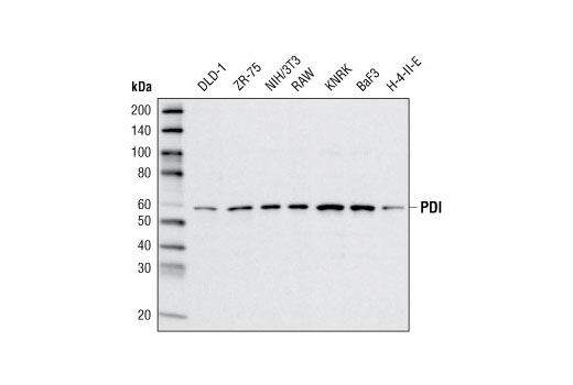  Image 5: HSP/Chaperone Antibody Sampler Kit