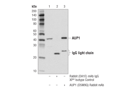 Immunoprecipitation Image 1: AUP1 (D5M9Q) Rabbit mAb
