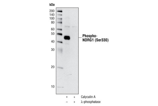 Western Blotting Image 1: Phospho-NDRG1 (Ser330) Antibody