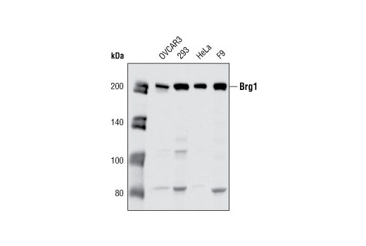 Western Blotting Image 1: Brg1 (A52) Antibody