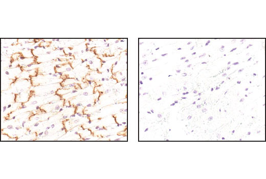  Image 24: Cardiogenesis Marker Antibody Sampler Kit