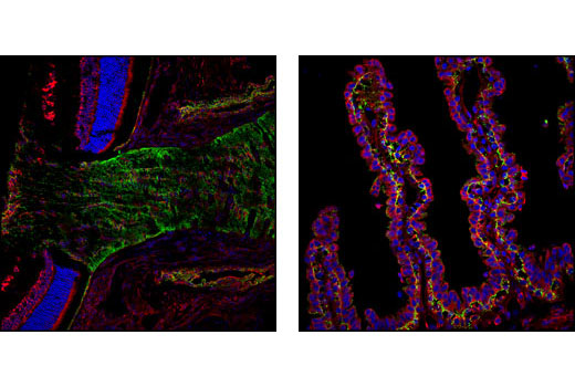  Image 38: Cardiogenesis Marker Antibody Sampler Kit