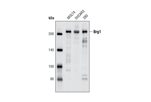 Western Blotting Image 1: Brg1 (P680) Antibody