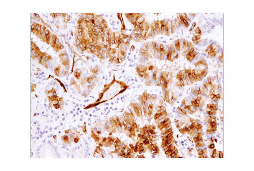 Immunohistochemistry Image 4: eNOS (D8A6N) Rabbit mAb