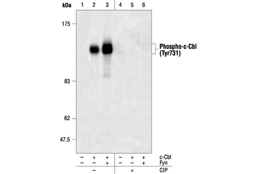 Western Blotting Image 1: Phospho-c-Cbl (Tyr731) Antibody