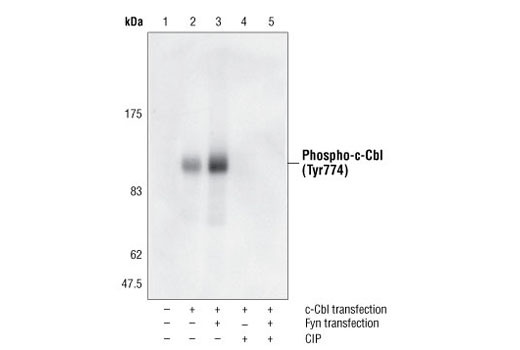 Western Blotting Image 1: Phospho-c-Cbl (Tyr774) Antibody