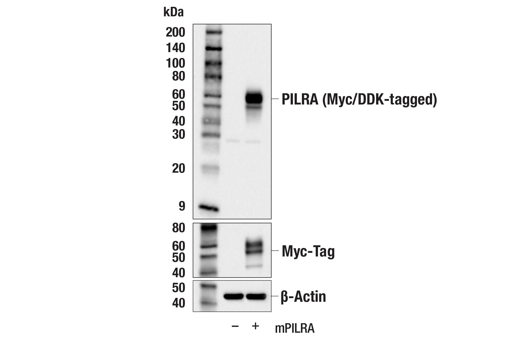 Western Blotting Image 1: PILRA (E6H7K) Rabbit mAb (BSA and Azide Free)