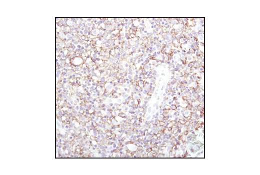 Immunohistochemistry Image 1: CD44 (156-3C11) Mouse mAb